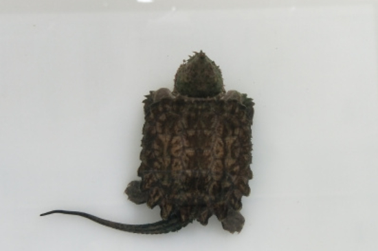 家養(yǎng)鱷魚龜怎么養(yǎng)