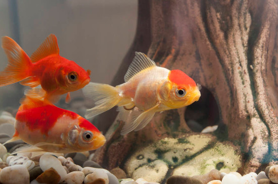 草金魚(yú)一天喂幾次