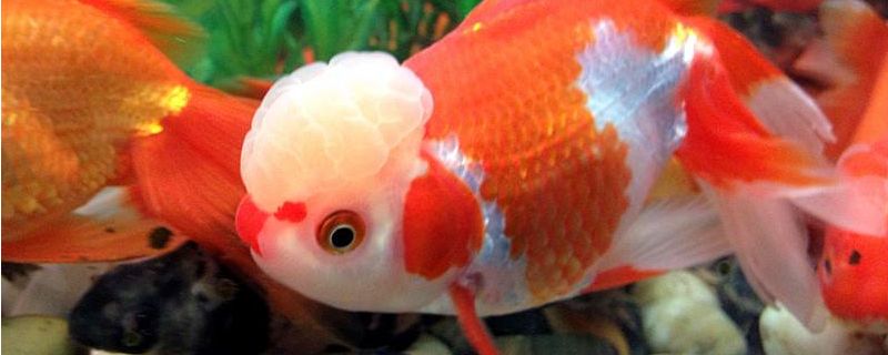 金魚獅子頭爛頭還能恢復(fù)嗎