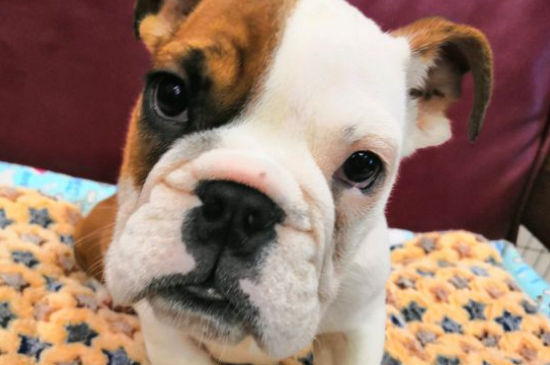 英國斗牛犬如何訓練