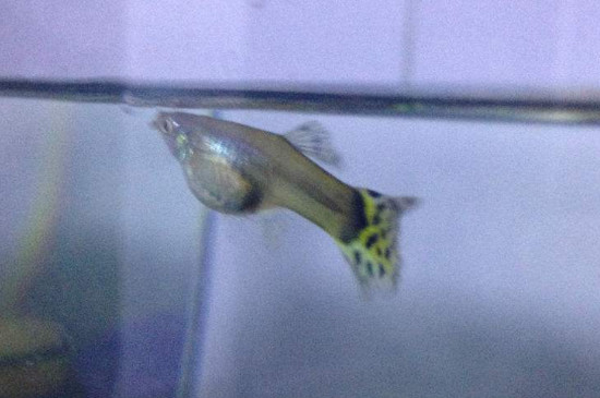 鳳尾魚怎么養(yǎng)長得快，如何讓小孔雀魚長得快