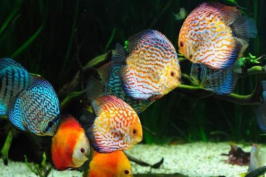 五彩神仙魚如何飼養(yǎng)