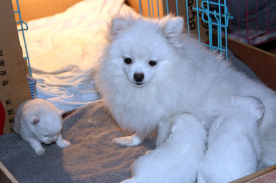 博美犬剛出生如何養(yǎng)