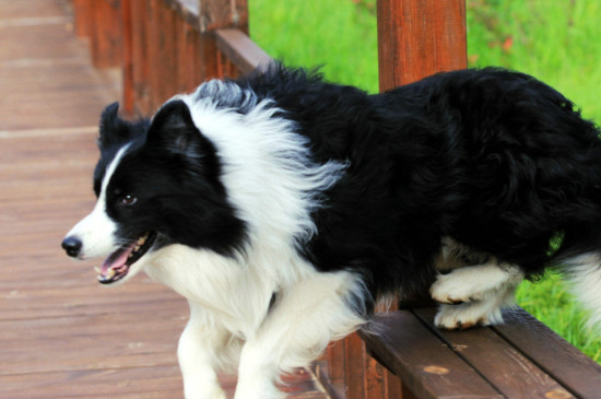 邊牧犬怎么養(yǎng)，新手養(yǎng)邊牧狗知識