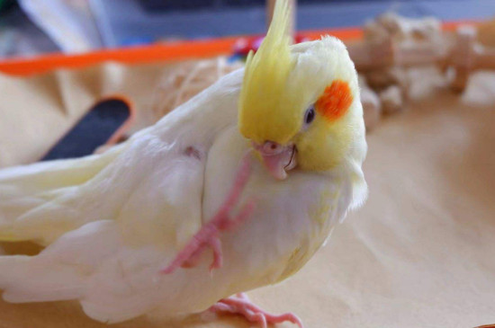 玄鳳幾個(gè)月開始洗澡