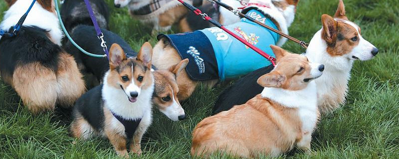 柯基犬換主人會怎樣