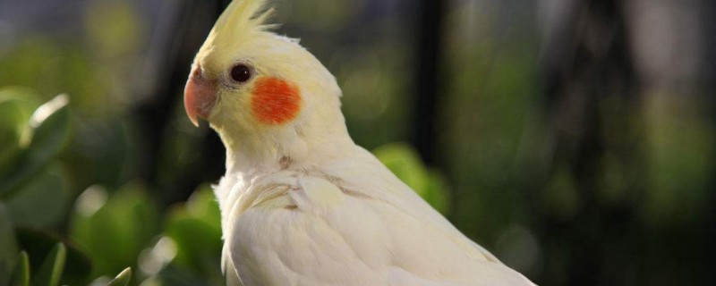 玄鳳鸚鵡怎么洗澡