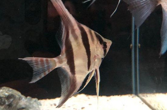 新入缸神仙魚注意事項