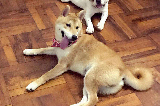 柴犬冬天可以室外養(yǎng)嗎