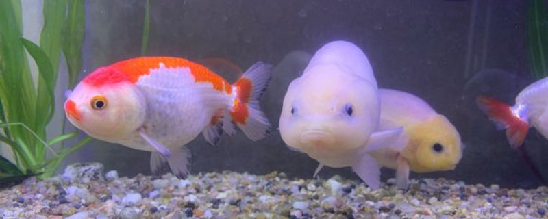 蘭壽金魚吃什么長的快