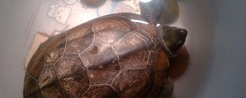 草龜冬眠后什么時候開始喂食