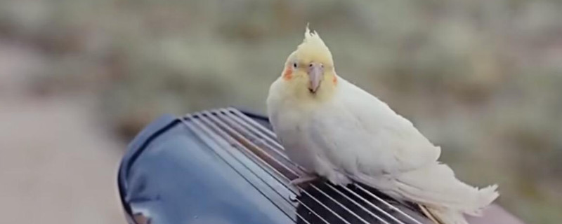 兩只玄鳳鸚鵡為什么總打架