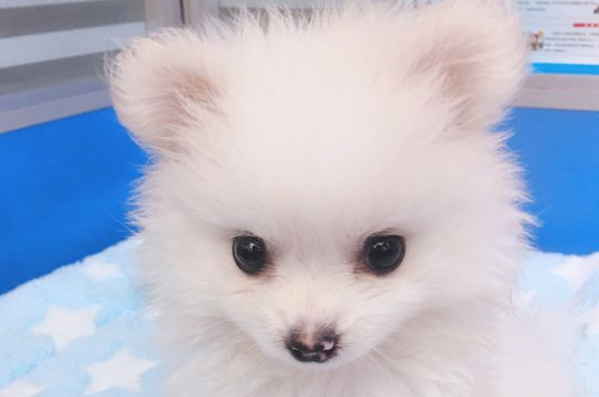 銀狐犬和薩摩耶哪個貴，養(yǎng)銀狐好還是薩摩