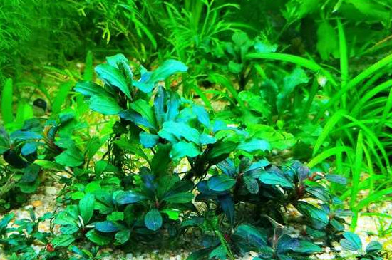 魚缸放蜈蚣草對(duì)魚有沒(méi)有好處