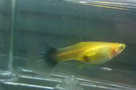 孔雀魚懷孕特征，孔雀魚剛懷孕什么癥狀