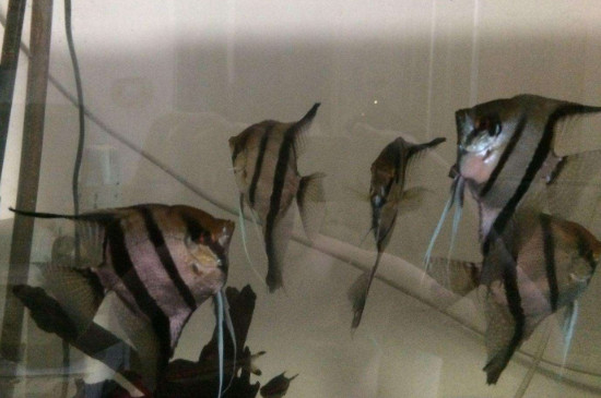 燕魚繁殖正確方法