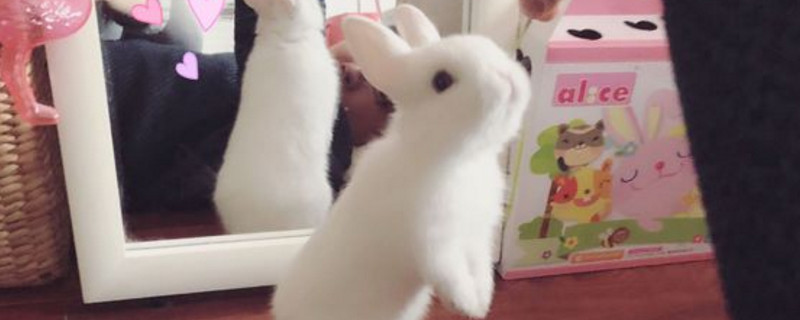 養(yǎng)侏儒兔需要什么東西