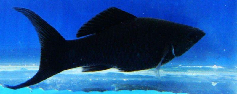 養(yǎng)黑瑪麗魚的禁忌