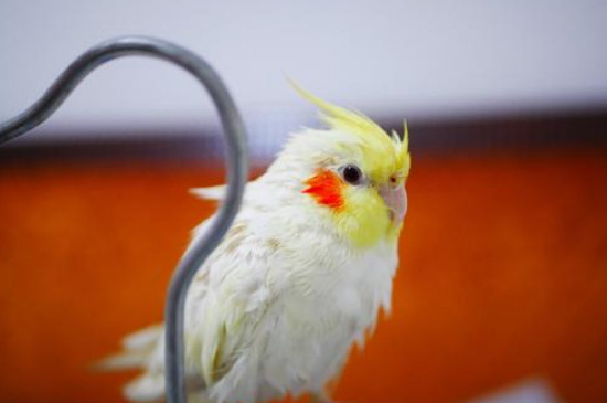 玄鳳鸚鵡冬天怕冷嗎