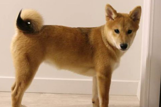 柴犬為什么不適合家養(yǎng)