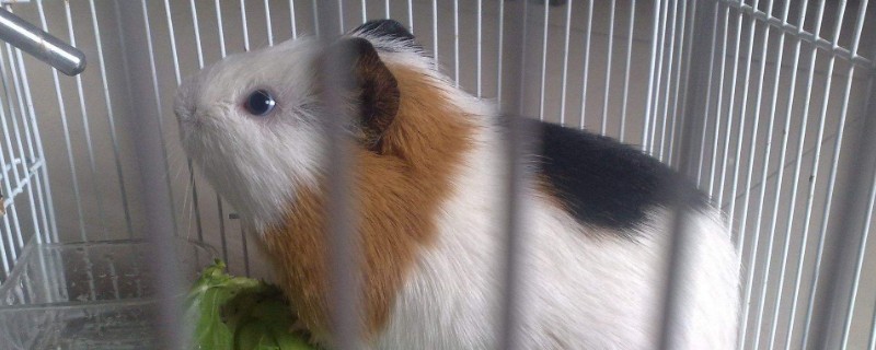 豚鼠裝死癥狀