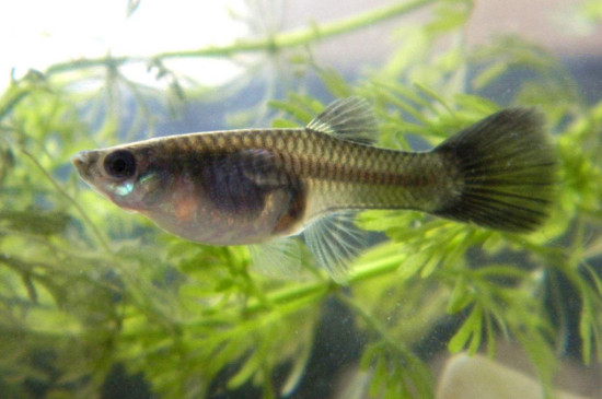 剛生完小魚的母魚怎么辦