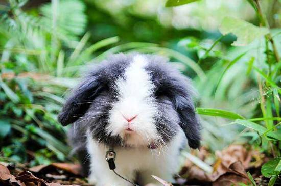垂耳兔的飼養(yǎng)方法