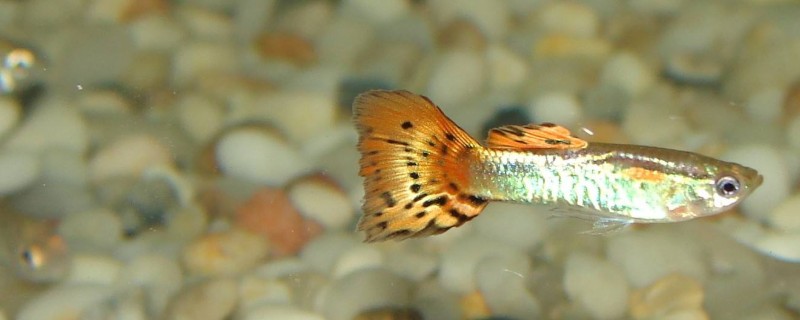 孔雀魚(yú)跳缸怎么回事