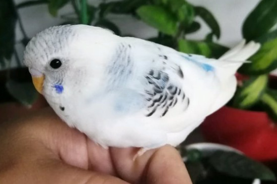 虎皮鸚鵡怎么剪羽
