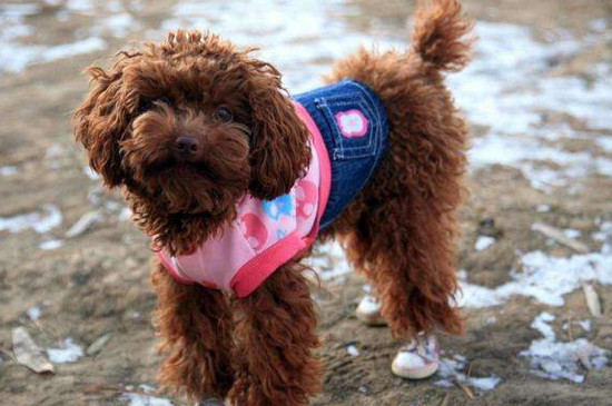泰迪幼犬什么時(shí)候剪毛