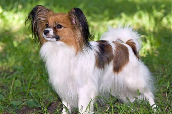蝴蝶犬為什么那么兇，獨占心強(qiáng)且沒有安全感所致