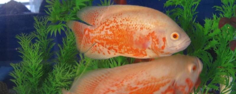 地圖魚吃什么