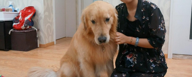 金毛吃什么對(duì)毛好