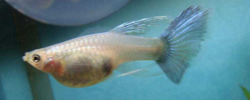 孔雀魚(yú)吃自己的小魚(yú)嗎