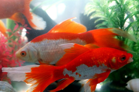金魚一直浮在水面張嘴