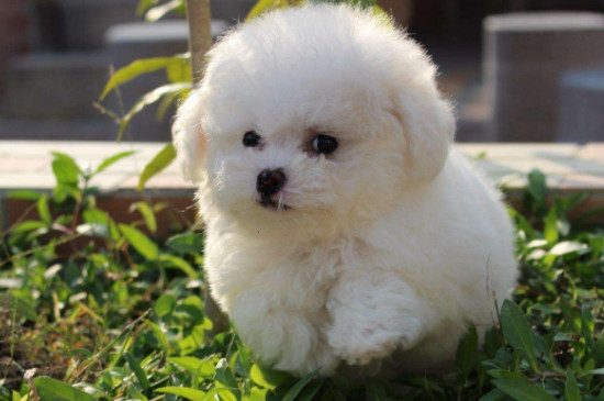 比熊犬和泰迪的區(qū)別