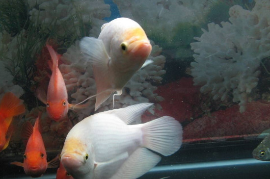 地圖魚(yú)和鸚鵡魚(yú)能一起養(yǎng)嗎