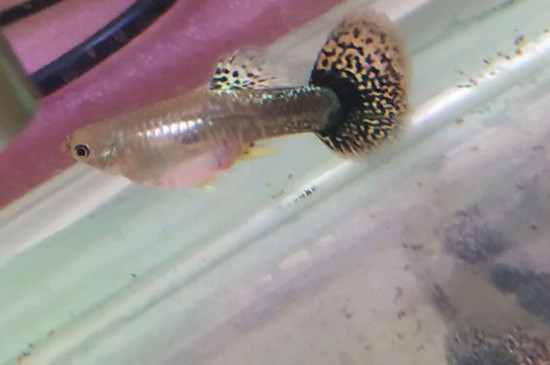 家里養(yǎng)什么魚好