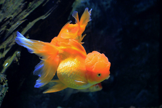 金魚怎么養(yǎng)長的快，金魚怎樣長得又大又快