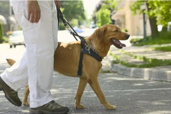 導(dǎo)盲犬會(huì)咬人嗎