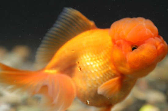 獅子頭金魚怎么養(yǎng)