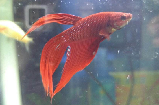 魚怎么分公母，分辨魚雌雄的方法