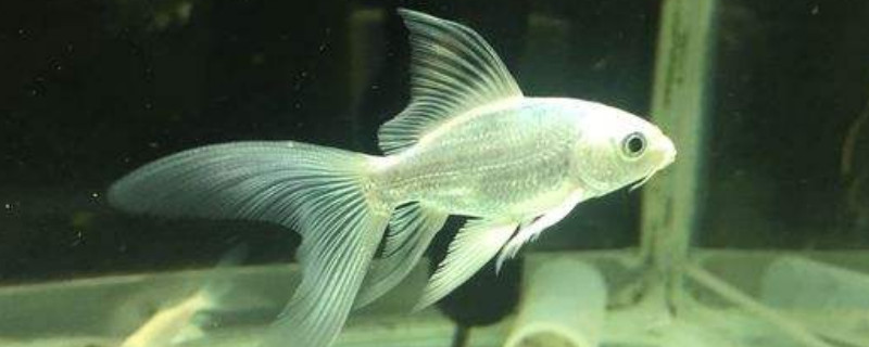 蝴蝶錦鯉的飼養(yǎng)方法及注意事項