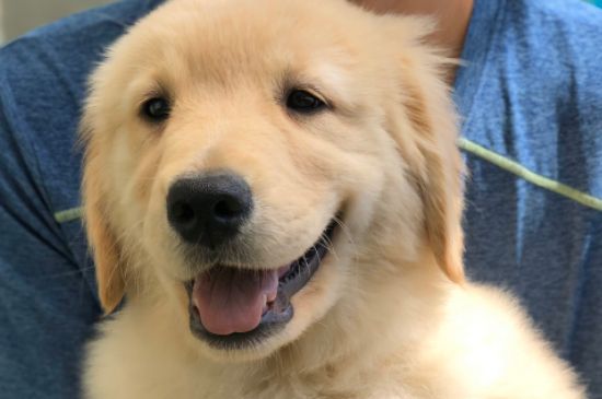 金毛是大型犬嗎
