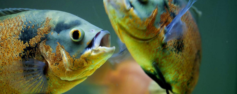 地圖魚白霜病能自愈嗎