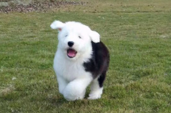 古牧犬智商排第幾，智商排名第63位