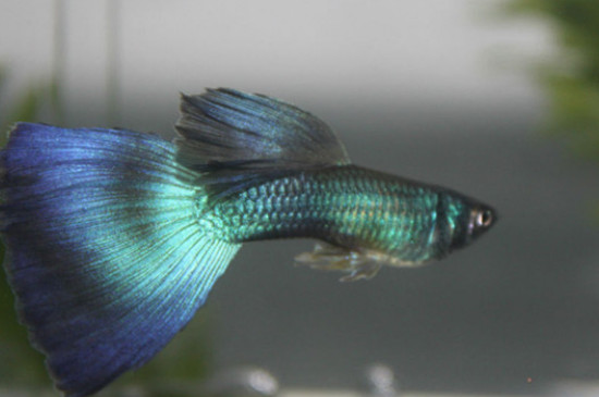 孔雀魚早產(chǎn)了魚球還能活嗎