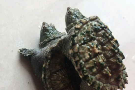 鱷龜是深水龜嗎
