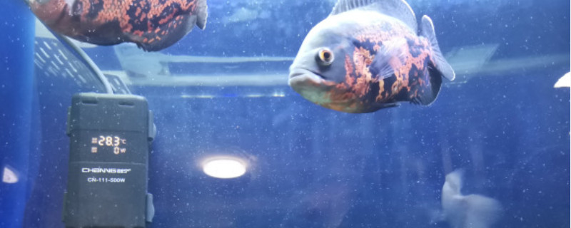 觀賞魚地圖魚價格多少錢一條，什么樣的地圖魚值錢
