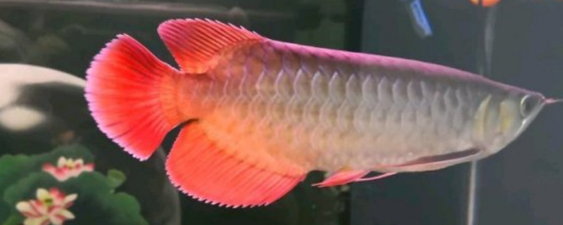 龍魚拉白便怎么辦